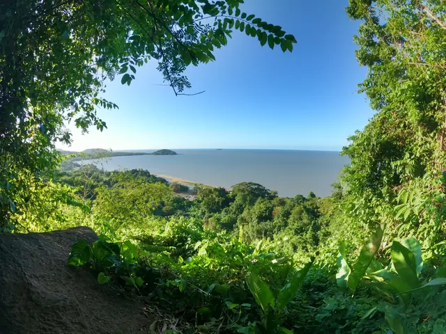 Forêt tropicale en Guyane